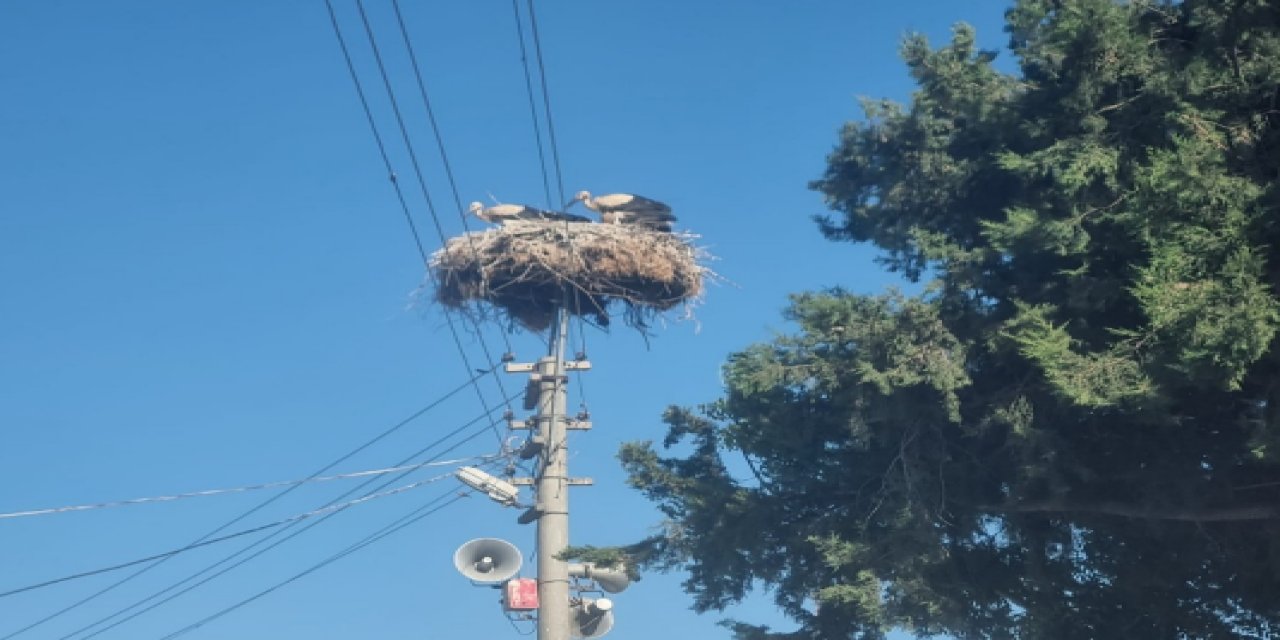 Milas'ta leylekler için güvenli yuva