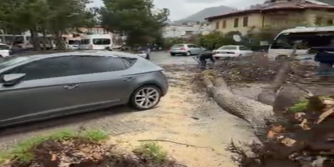 Marmaris’te fırtına nedeniyle ağaç devrildi
