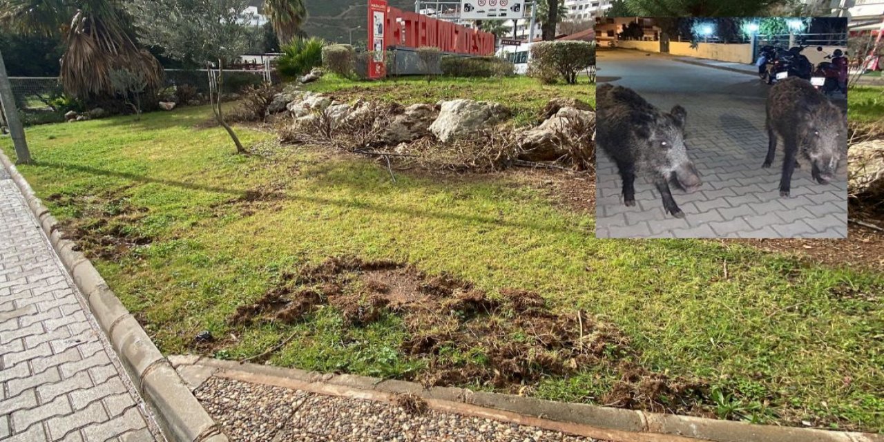 Marmaris’in çözülemeyen sorunu: Yaban domuzları
