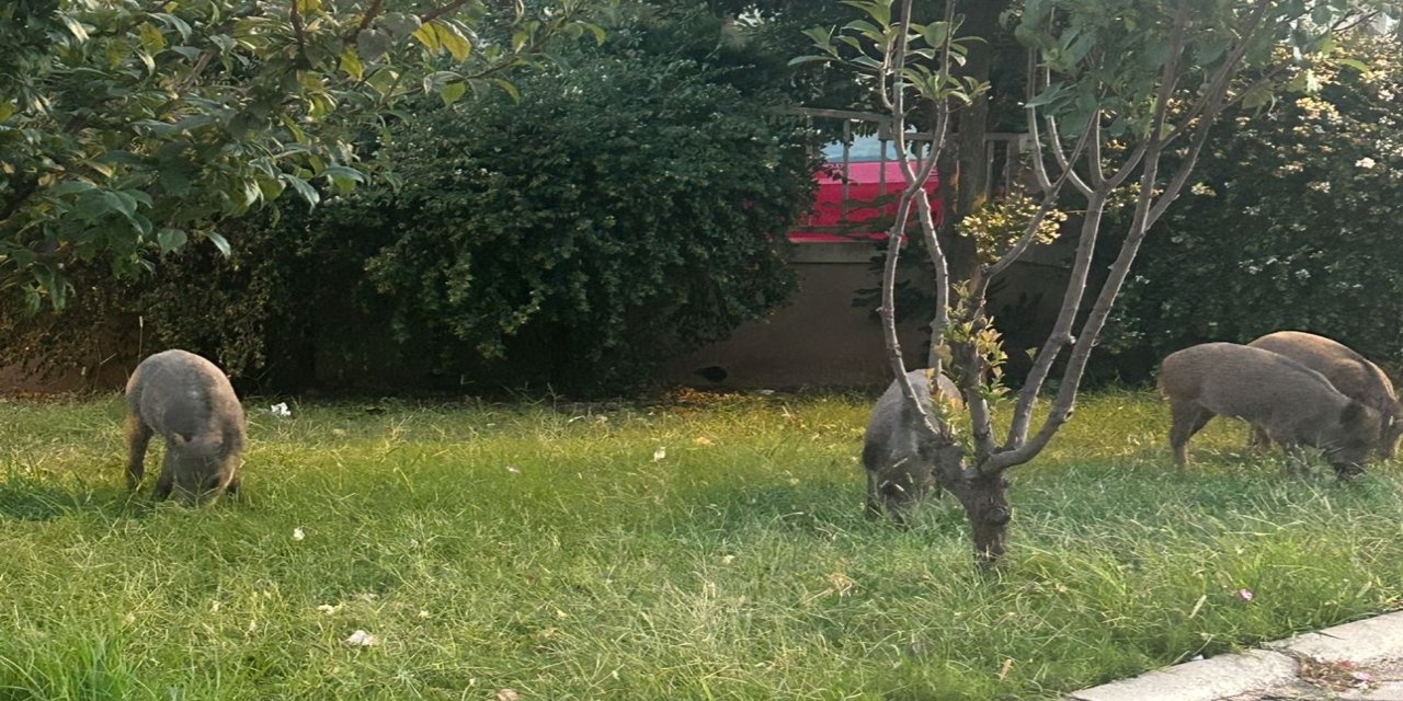 Marmaris’te yaban domuzları şehir merkezine kadar inerek parkları ve bahçeleri adeta talan ediyor.