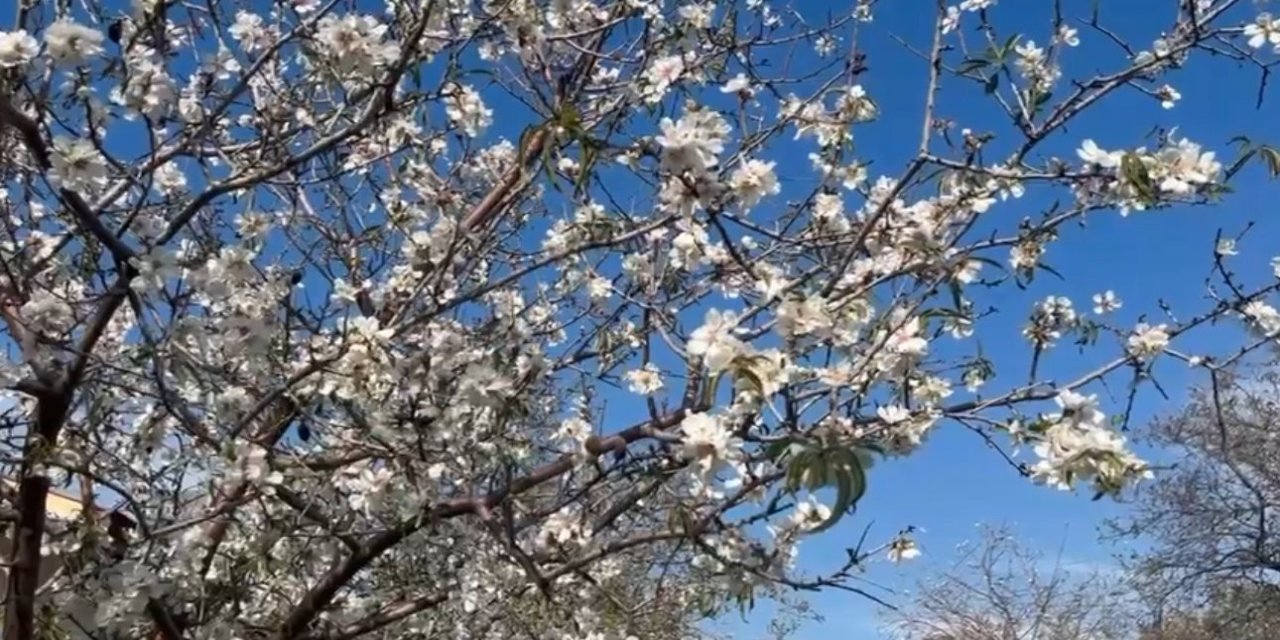 Datça’da kış mevsiminde badem çiçekleri açtı