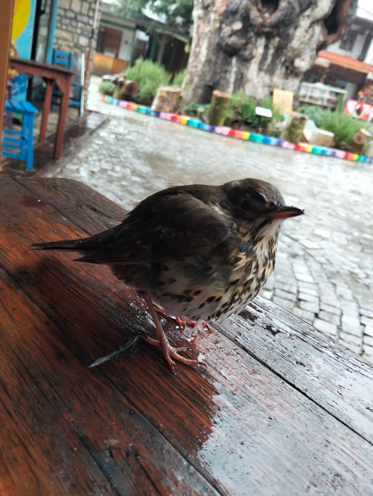 Marmaris’te sağanaktan kaçan batak kuşu kahvehaneye sığındı
