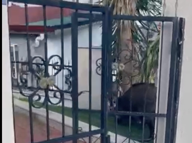 Marmaris’te yaban domuzu sorunu yargıya taşındı: Mahkemeden belediyeye “bilgi ver” kararı