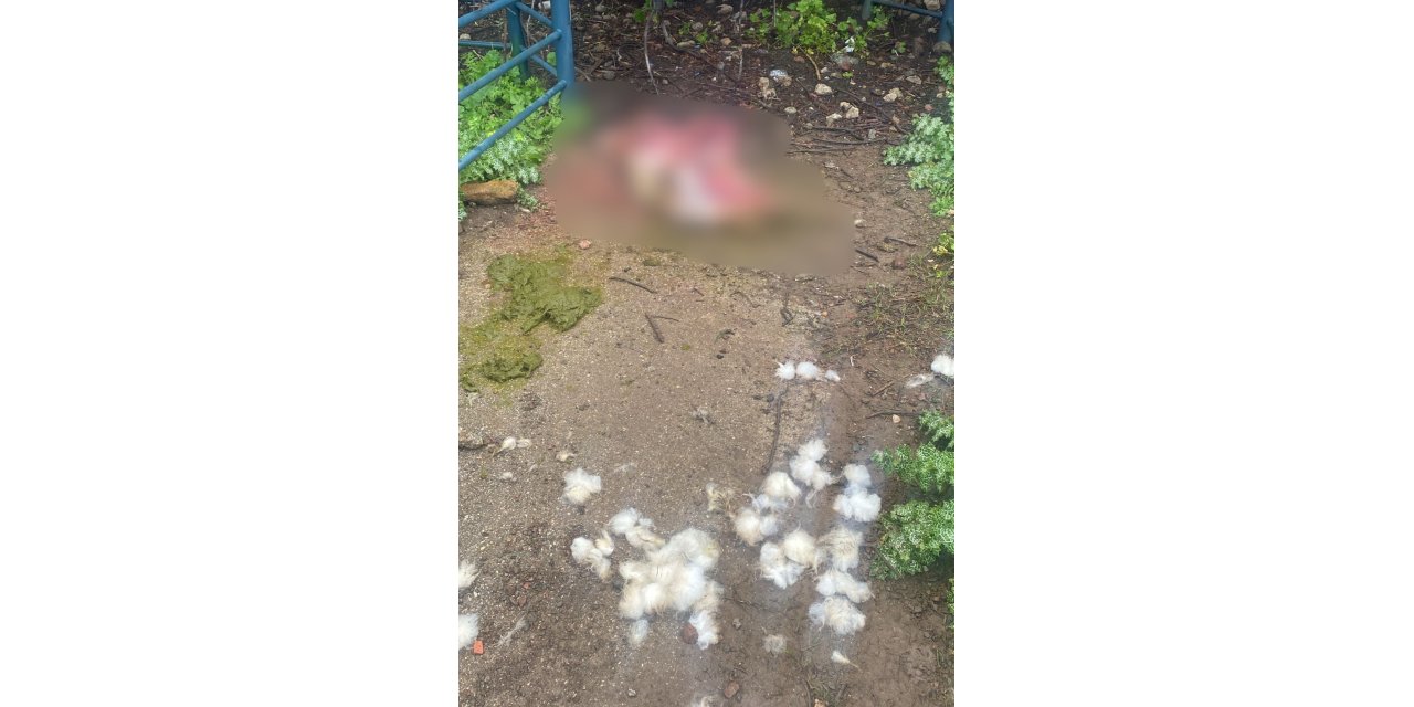 Günnücek parkı karşısında sokak köpeği iddiası vatandaşlar tedirgin