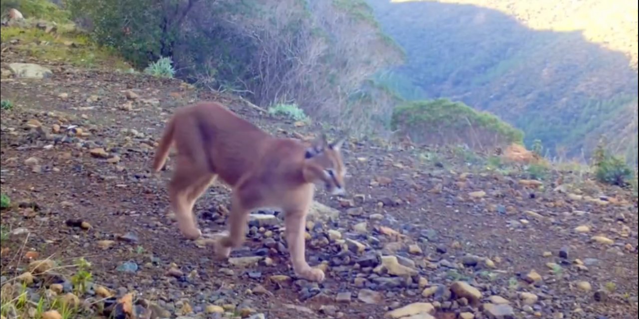 Marmaris’te Karakulak için bilimsel müjde