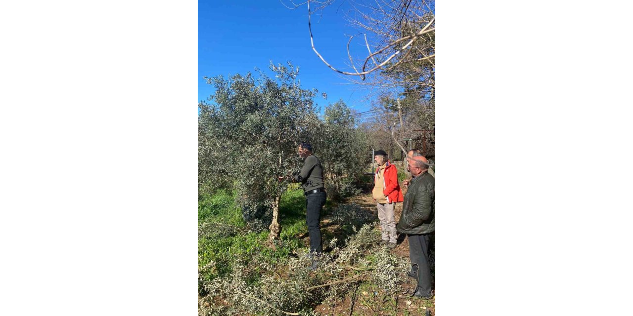 Menteşe’de zeytin ağaçları mercek altında