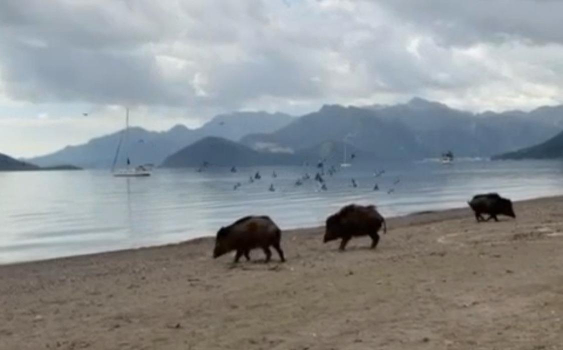 Marmaris sahilinde yaban domuzu sürüsü kamerada