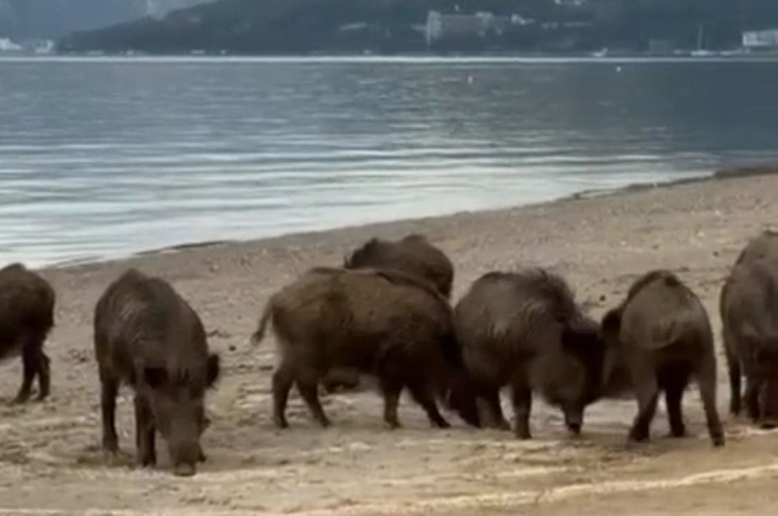 Marmaris sahilinde yaban domuzu sürüsü kamerada