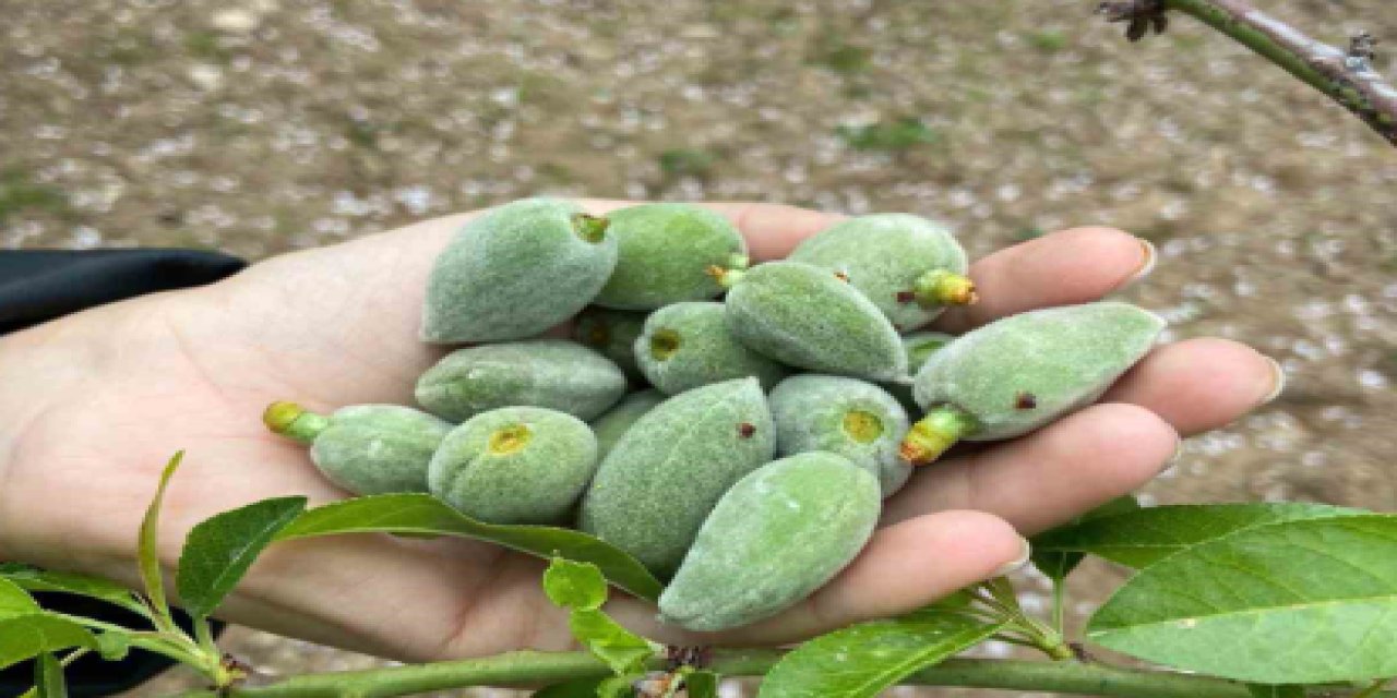 Çağla Badem'i tezgahlarda yerini alıyor