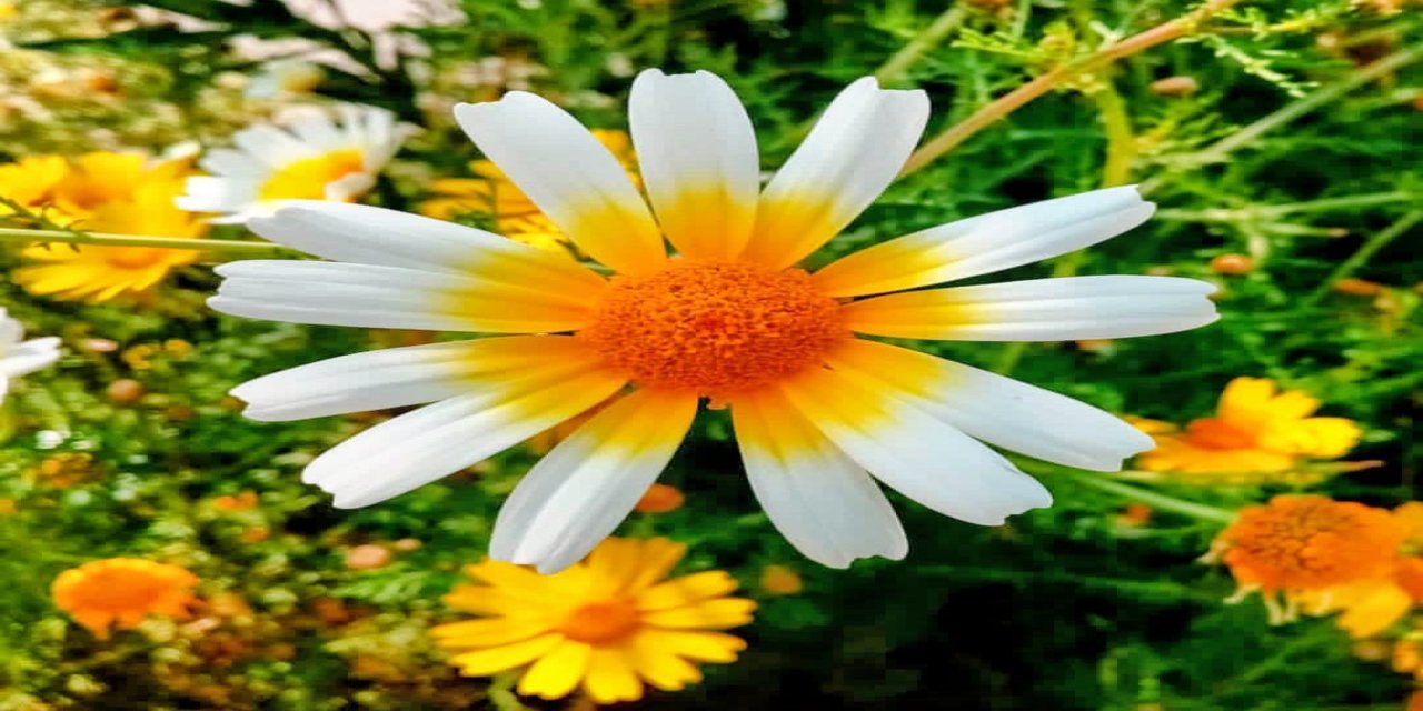 Akyaka’da Mart Güneşi Baharı Müjdeledi