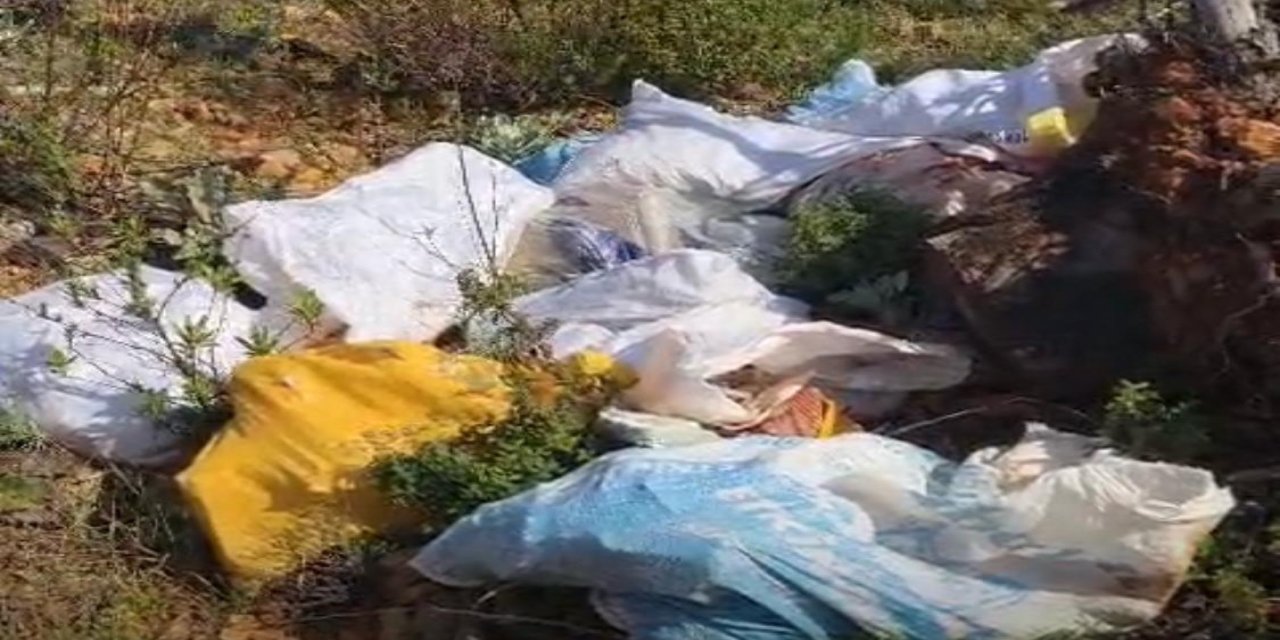 Fidan dikmeye gittiler, çöpleri topladılar