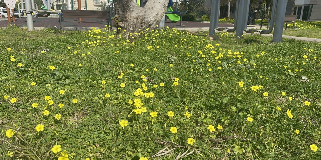 Son cemre de toprağa düştü