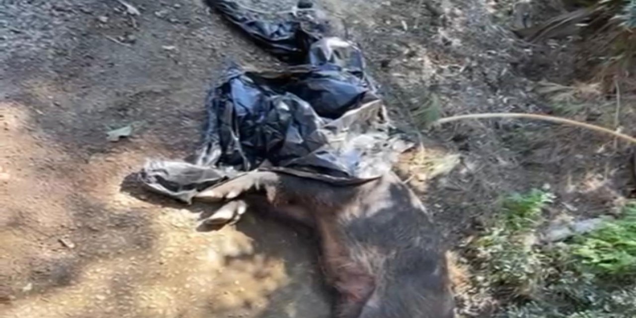 Yaralı domuz saatlerdir yardım bekliyor