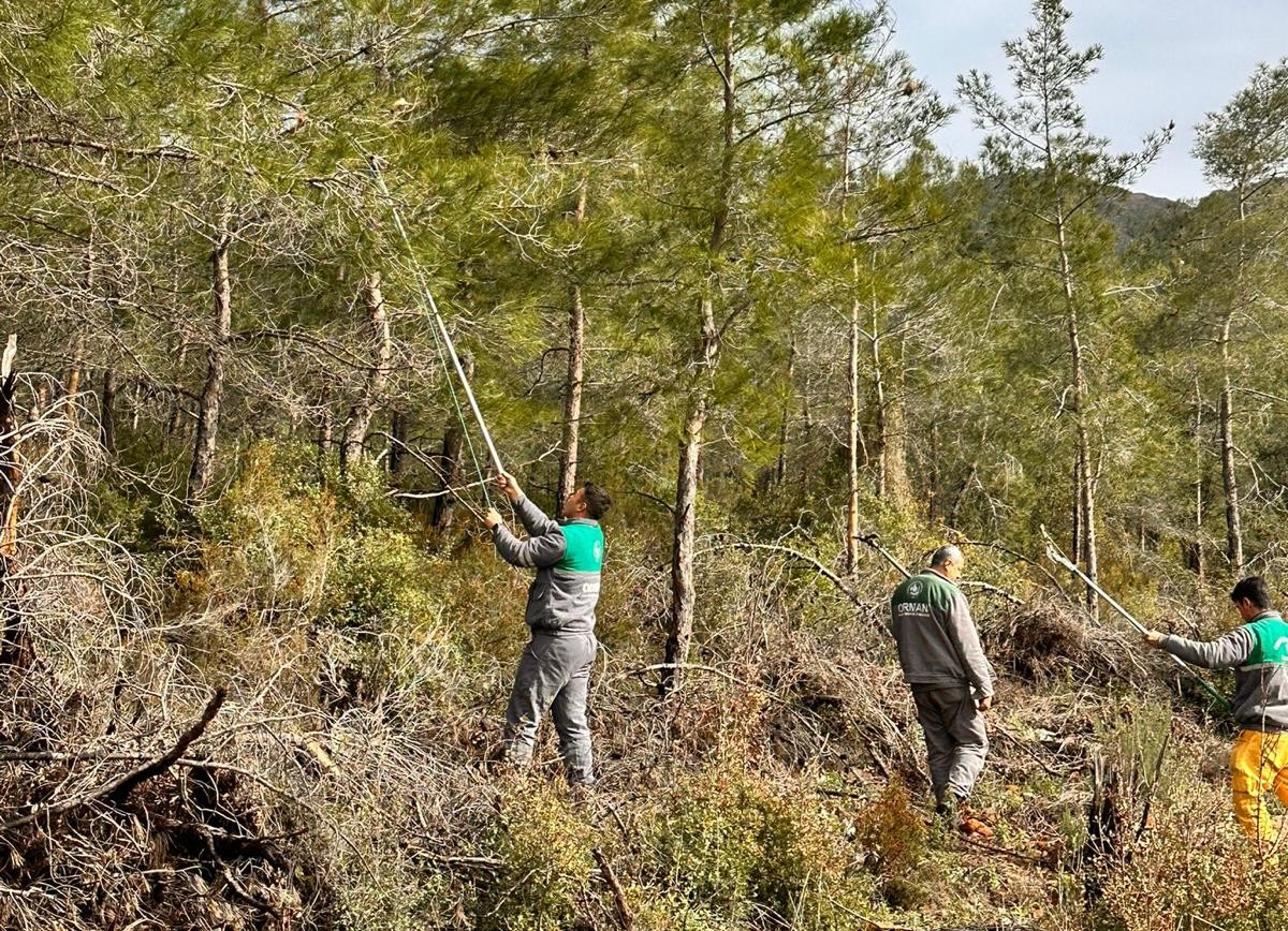 Marmaris Orman işletmeden çam kese böceğine  ‘Mekanik ve biyolojik mücadele’