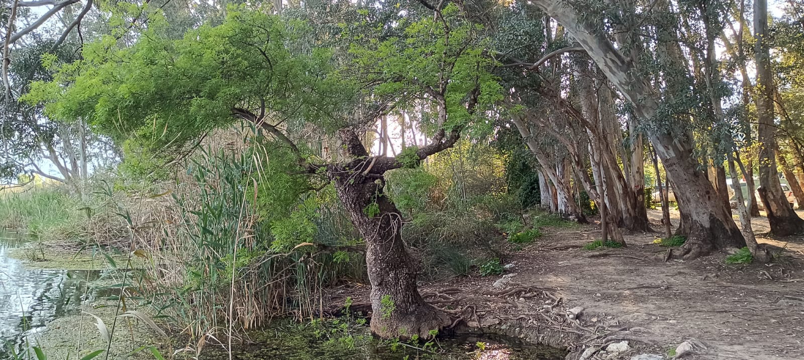 Bu ağacı gören hayrete düşüyor