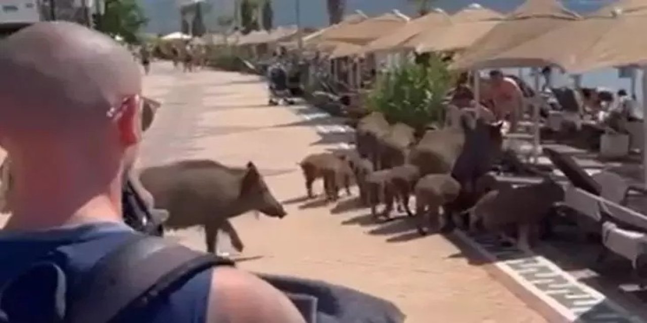 Marmaris’te yaban domuzu tartışması büyüyor