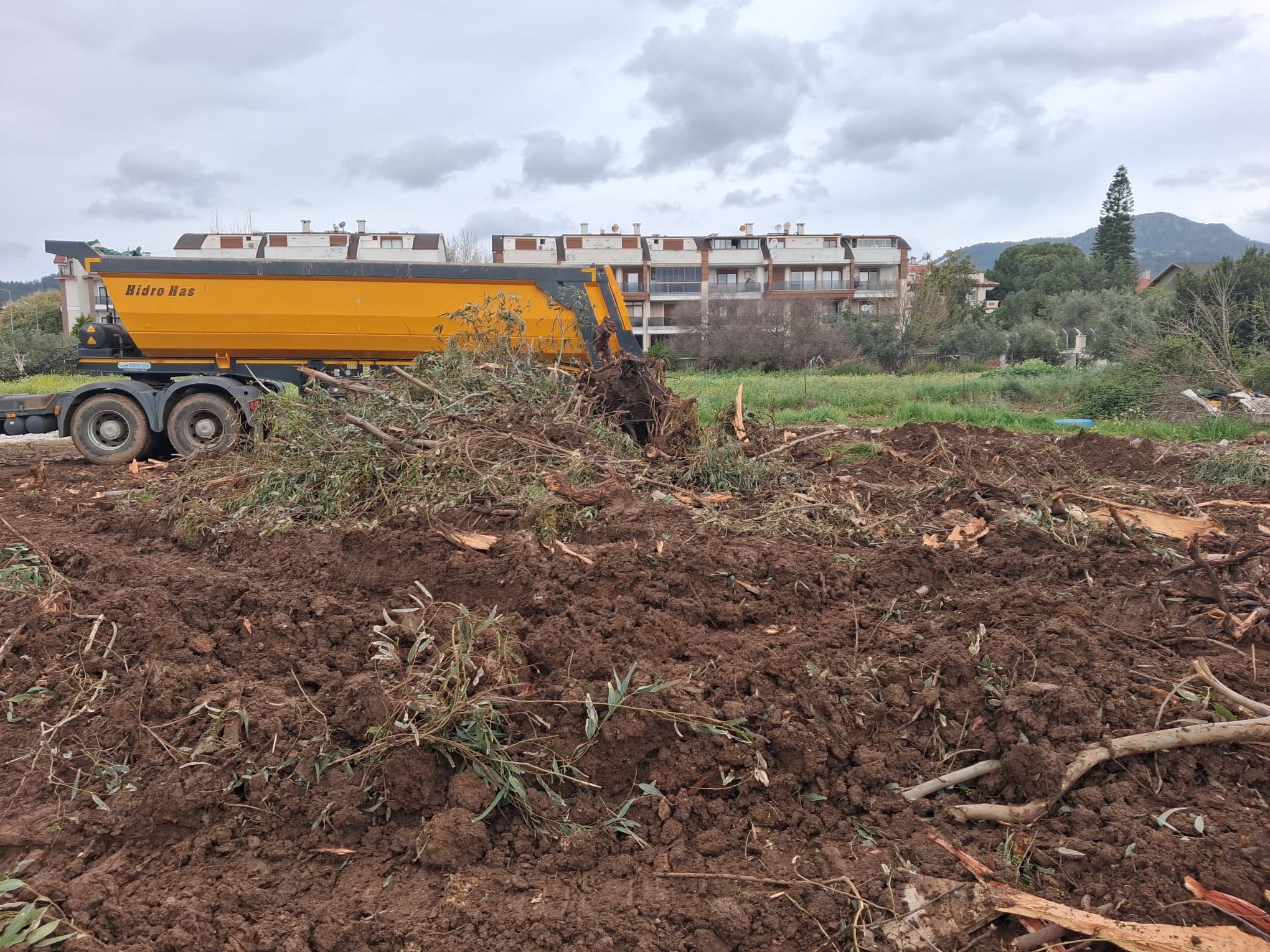 Marmaris’te ağaç kesimine mahalle tepkisi 'bu ağaçlar neden kesildi'