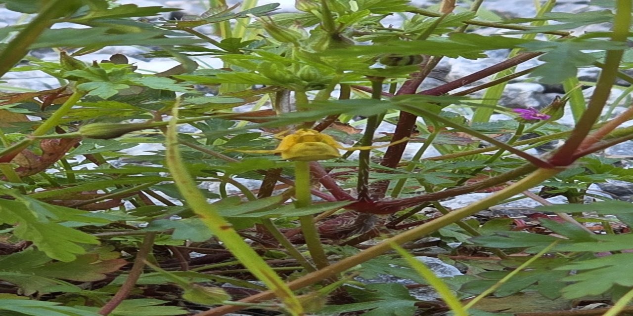 Marmaris’te sarı yengeç örümceği görülmesi dikkat çekti