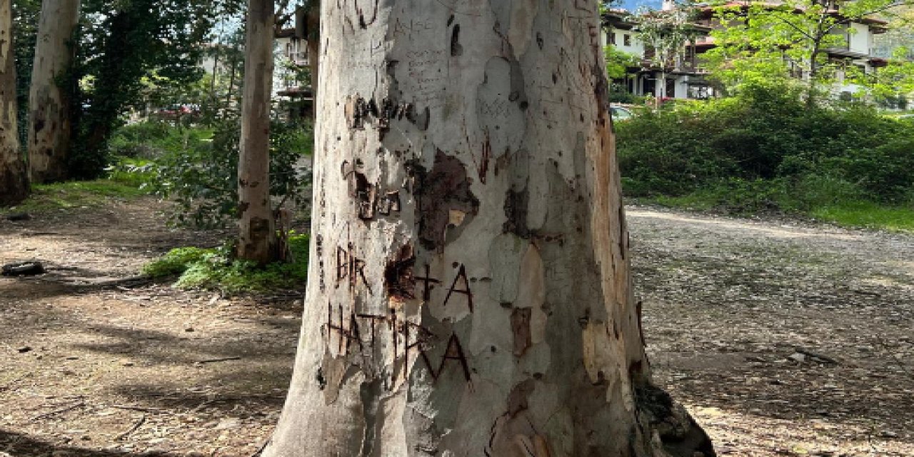 Akyaka’da ağaçlar yazı tahtasına döndü