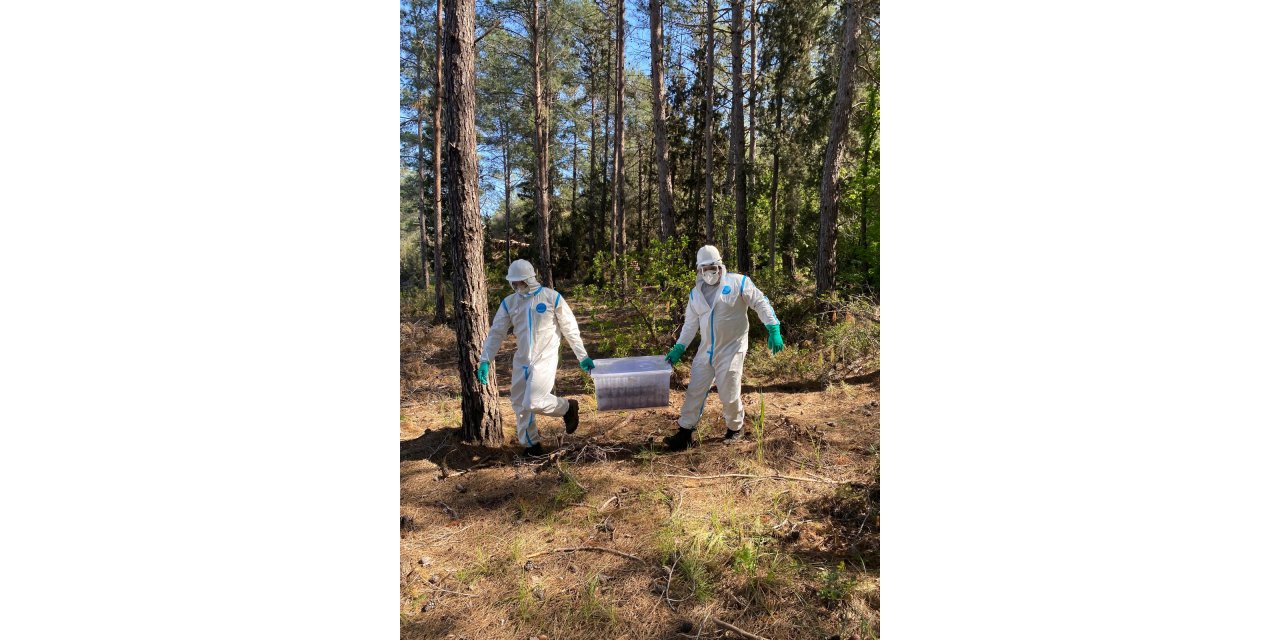 Marmaris’te çam kese böceğine karşı “biyolojik harekât, terminatör böceklerle mücadele başladı’’