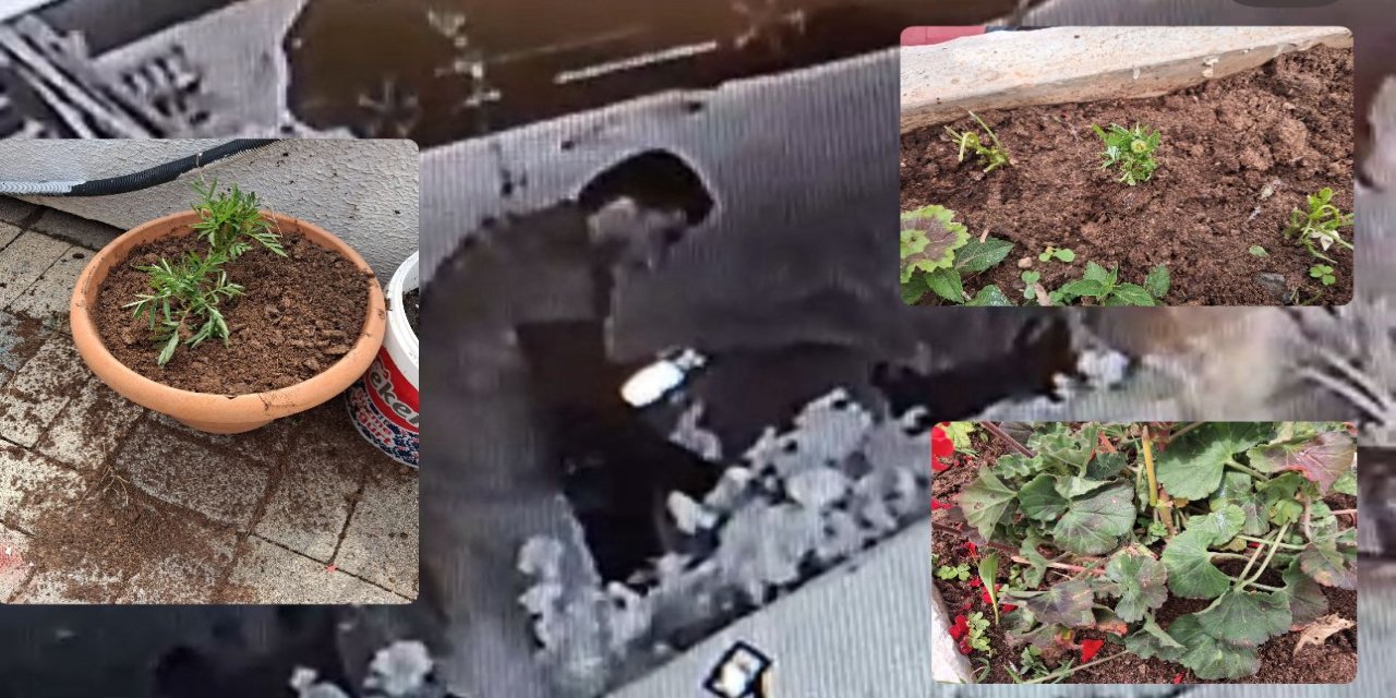 Muhtarlık önündeki çiçeklere zarar veren şahıs güvenlik kamerasına yansıdı