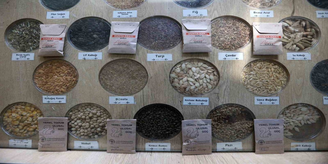 Muğla'da 3 milyon yerel tohum dağıtıldı