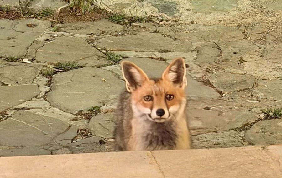 AÇ TİLKİ GÖCEK'TE BİR RESTORANA GİRDİ