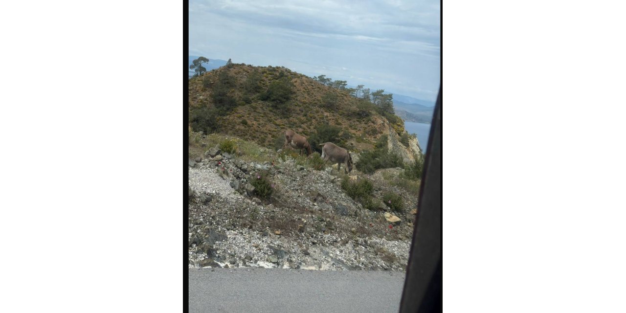 Marmaris–Datça yolunda başıboş eşeklere dikkat!