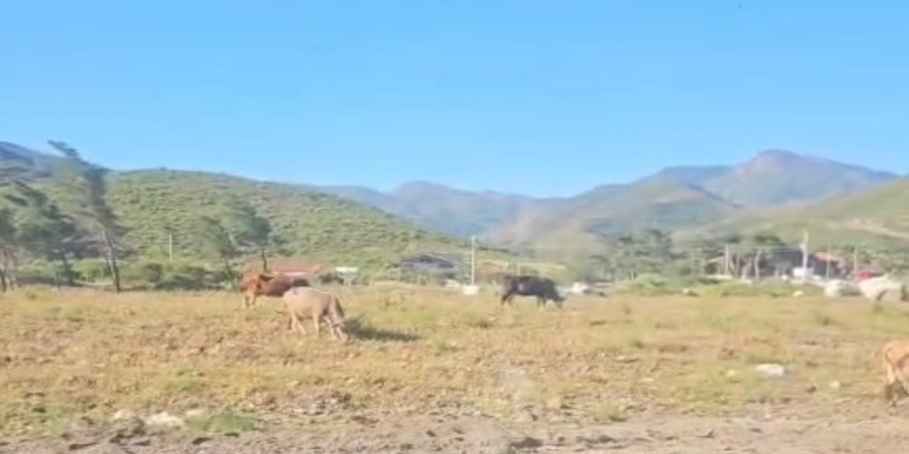 Marmaris’te hatıra ormanında otlayan inekler tartışma yarattı