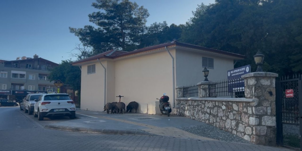 Yaz geldi domuzlar yeniden meydanlara indi!
