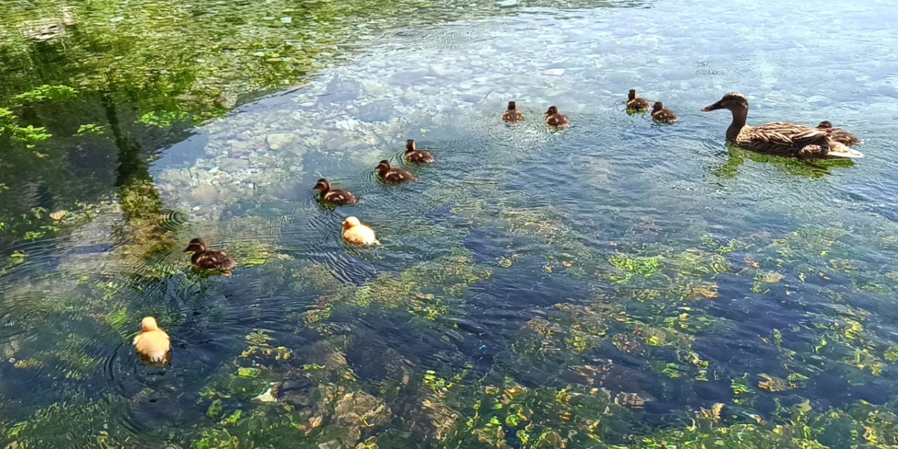 Azmak Nehri'nin Yeni Misafirleri Yüzleri Gülümsetiyor