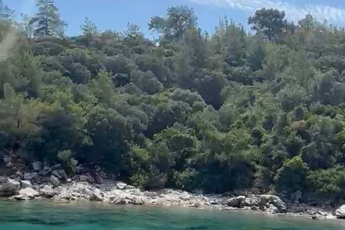AĞAÇLAR KESİLMİYOR ÖRTÜ ALTI TEMİZLİĞİ YAPILIYOR AÇIKLAMASI GELDİ