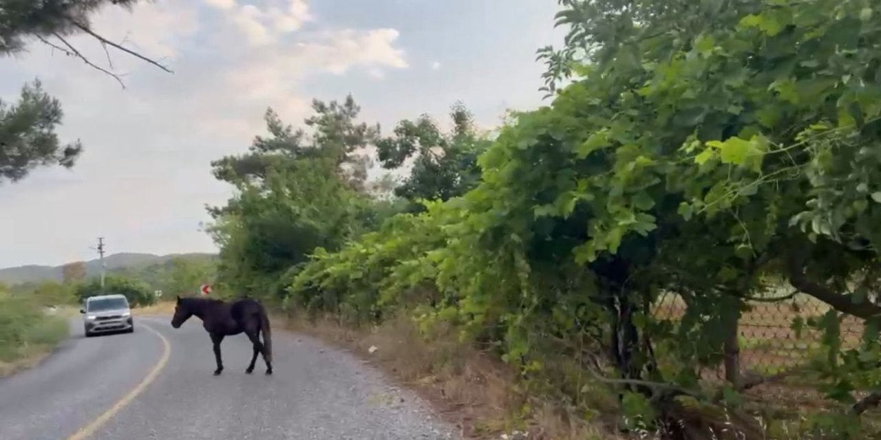 Marmaris Karacasöğüt yolunda yılkı atlarıyla maceralı yolculuk