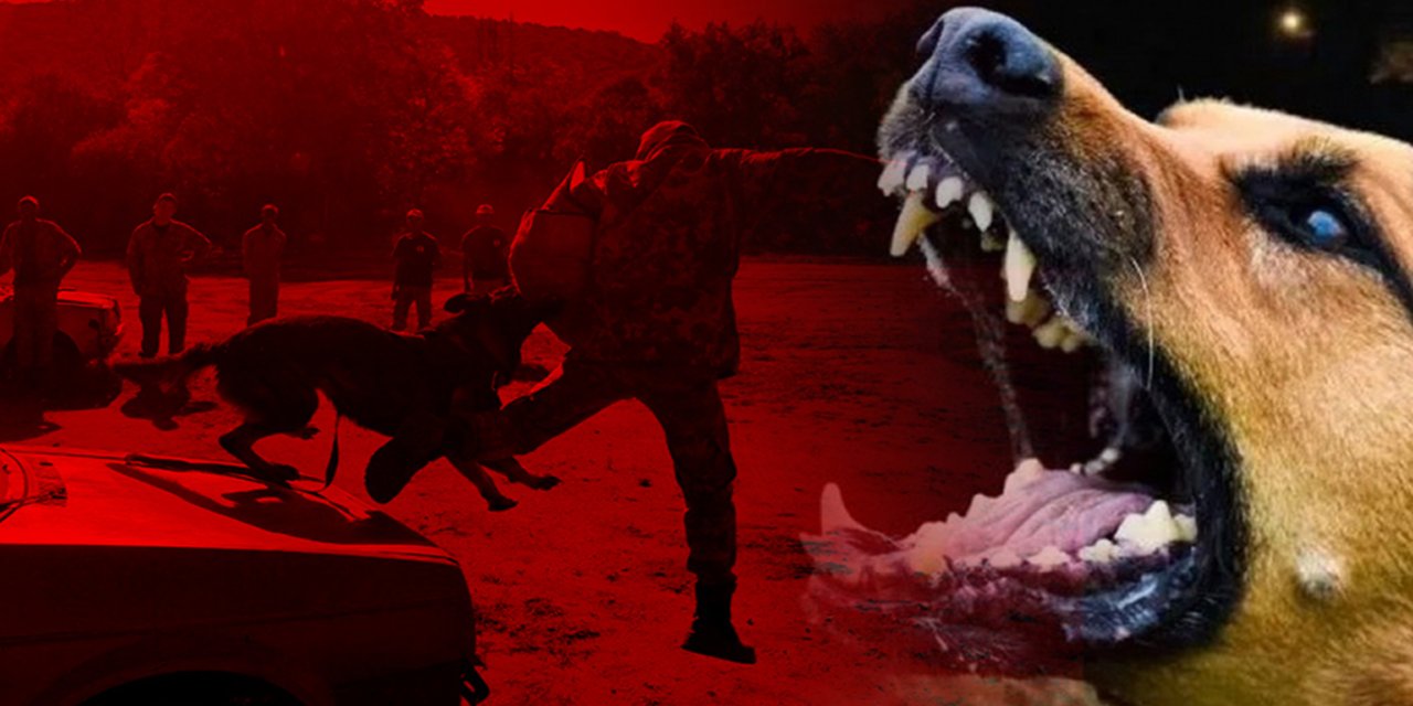 Polonya'da başıboş köpek sorunu "yakala-kısırlaştır-sahiplendir" yöntemiyle çözüldü