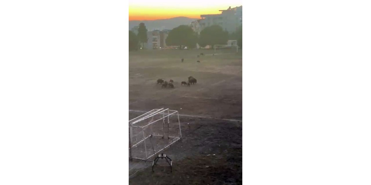 Milas’ta yaban domuzları futbol sahasını mesken tuttu
