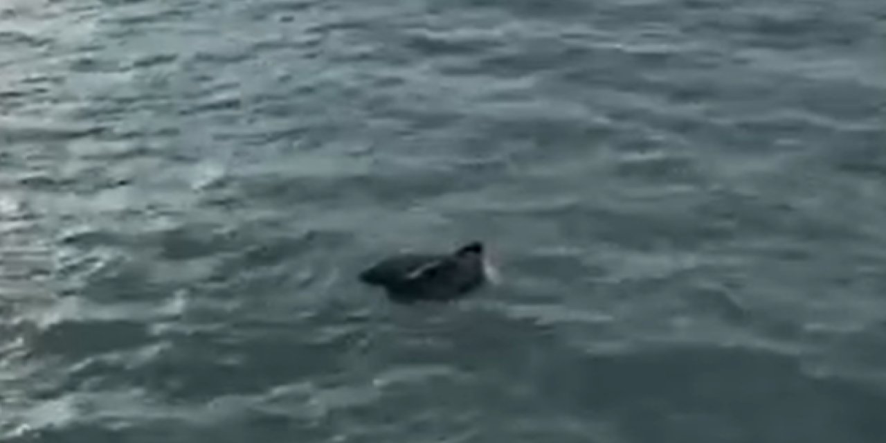 Akçakoca sahiline vuran İHA incelemeye alındı
