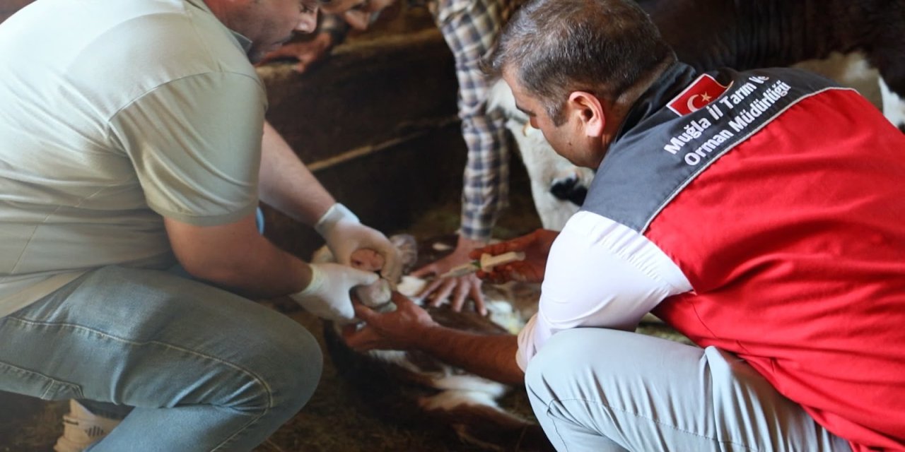 MUĞLA’DA BUZAĞI KAYIPLARINI AZALTACAK YENİ PROJE BAŞLIYOR