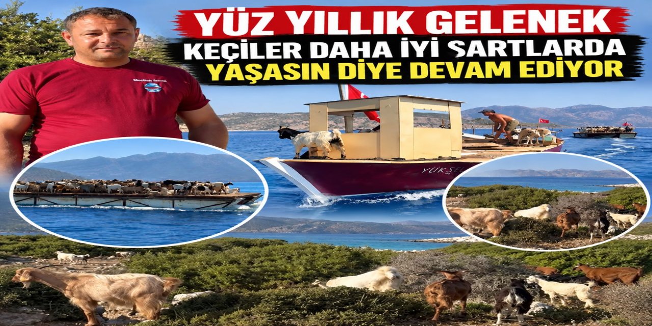 YÜZ YILLIK GELENEK  KEÇİLER DAHA İYİ ŞARTLARDA YAŞASIN DİYE DEVAM EDİYOR