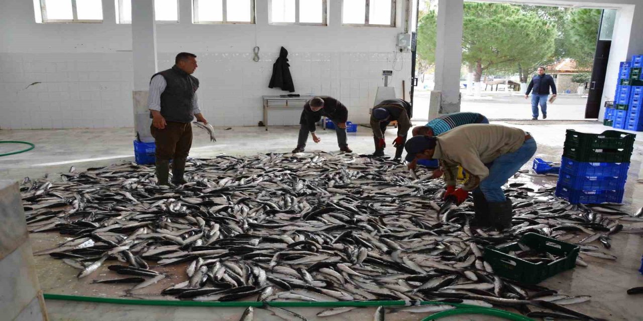 Muğla’nın ihracatında su ürünleri, zeytin ve madencilik öne çıkıyor