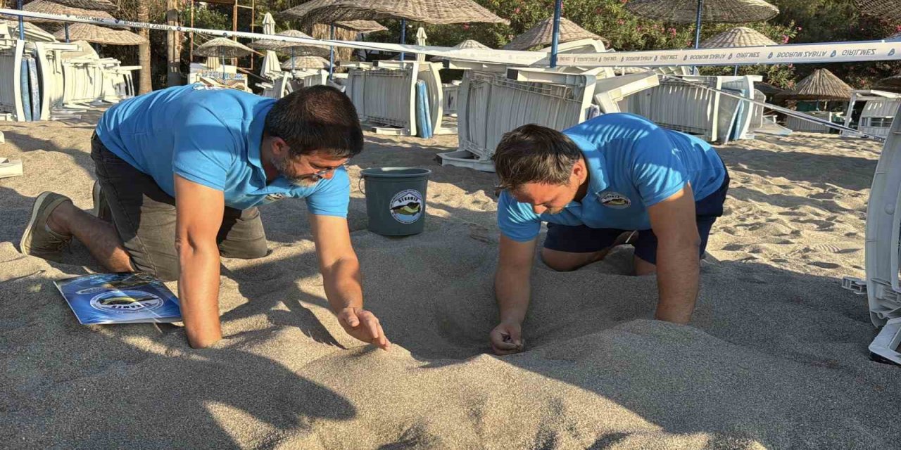 Kumsalda başlayan umut yolculuğu denizde tamamlandı: "62 caretta caretta yavrusu mavi sulara ulaştı"