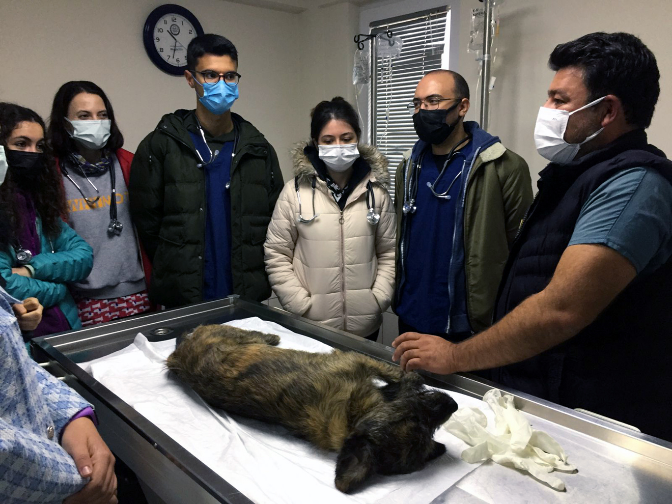 Veterinerlik öğrencileri hayvan bakım evinde inceleme yaptı