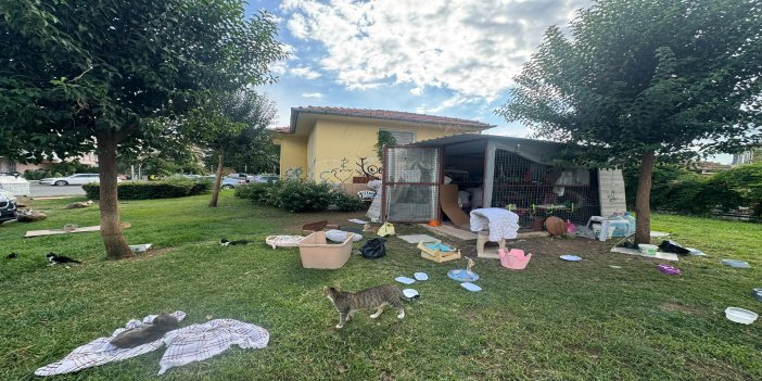 Marmaris’in güzel yüreklerinden sokak kedileri için örnek dayanışma