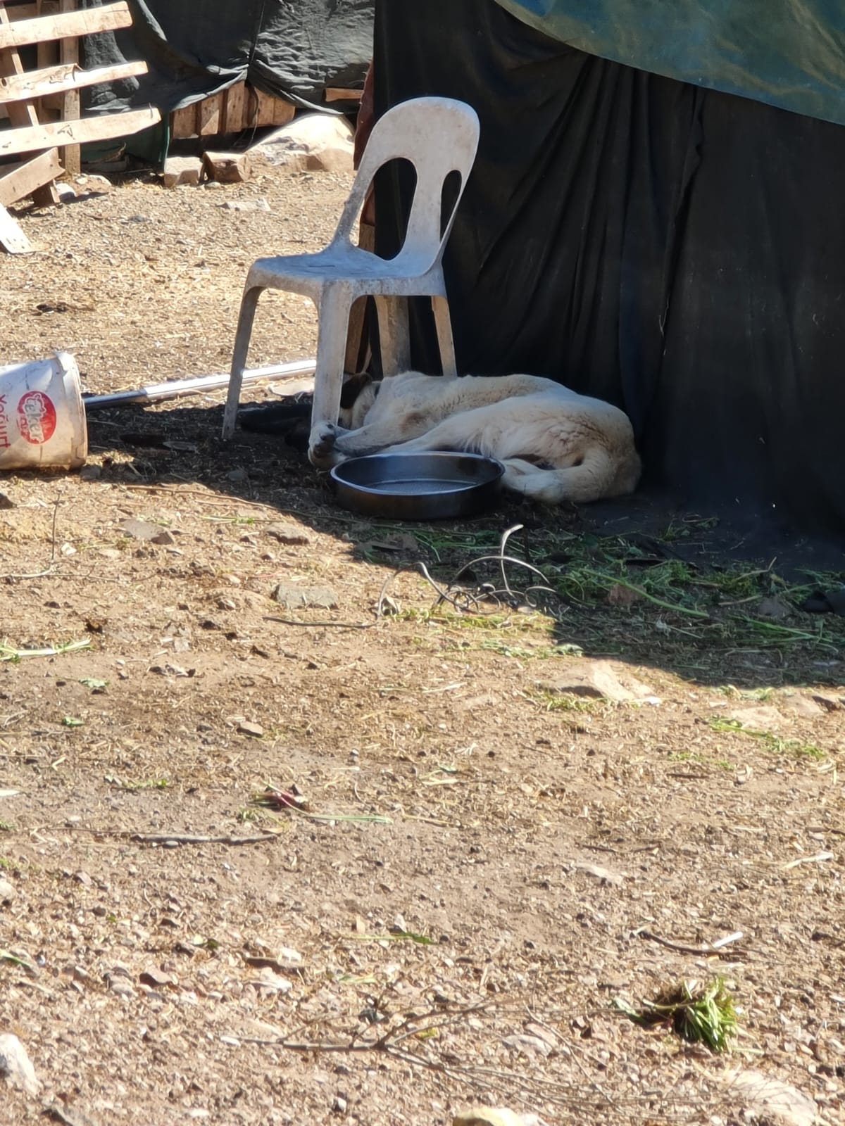 MARMARİS'TE BAŞIBOŞ KÖPEKLER TEHLİKE SAÇIYOR