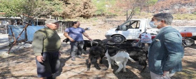 MARMARİS'TE YANGINLARDA HAYVANLARI ÖLEN AİLELERE 257 KEÇİ DAĞITILDI