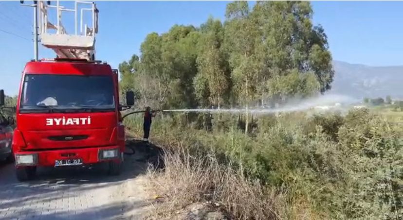 Sigara izmariti otluk alan ve zeytinliği kül etti