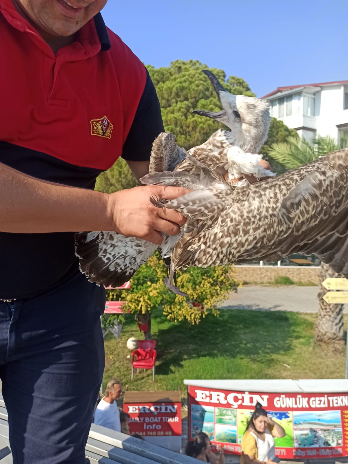 İpe dolanan martı doğaya bırakıldı