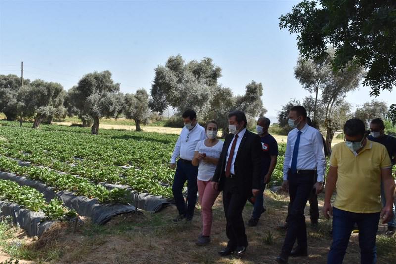 Muğla'nın çiftçileri Vali çilekleri ile ekonomisi canlanıyor