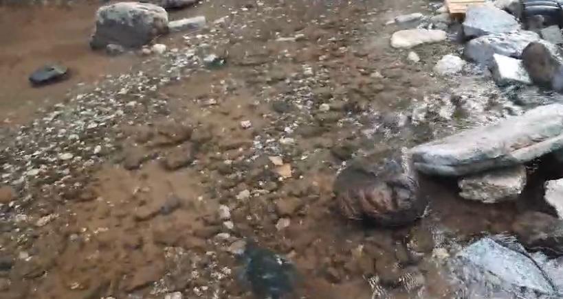 KURUYAN DEĞİRMENYANI DERESİNDEKİ SU CANLILARINI HAYVANSEVERLER KURTARDI