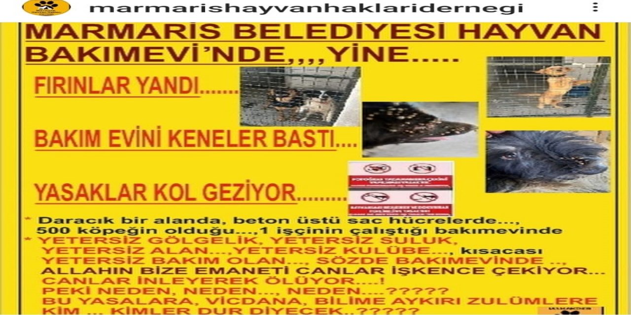 MARMARİS HAYVAN HAKLARI KORUMA DERNEĞİNDEN BAKIMEVİNE KORKUNÇ İDDİALAR