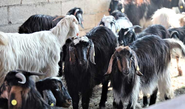 Kıl Keçisi Projesi için Son Başvuru 15 Eylül’e Uzatıldı